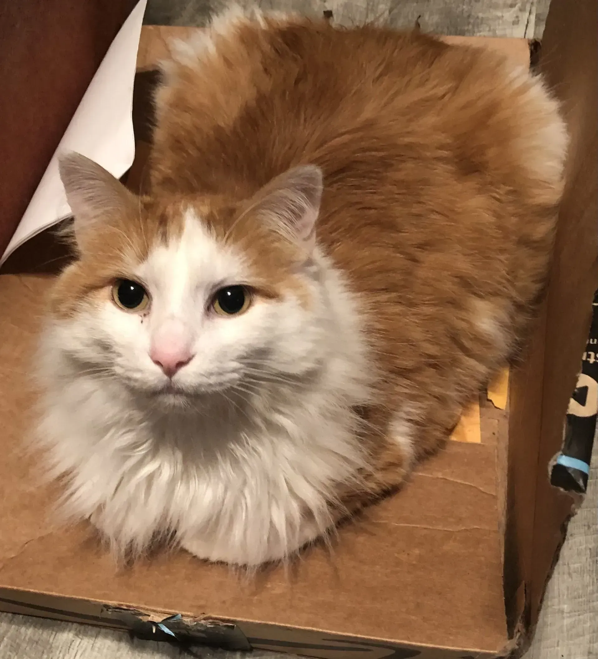 Orange and white fluffy cat sitting in a cardboard box, looking directly at the camera.
