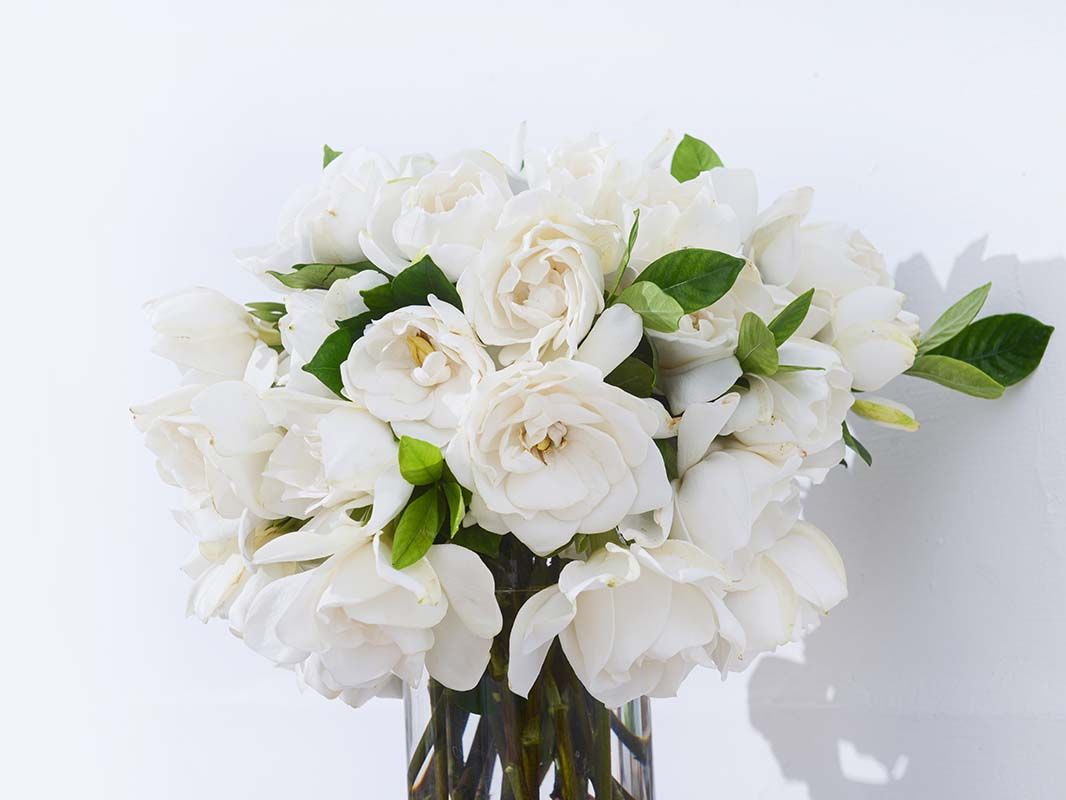 White flowers in a clear vase against a white wall.