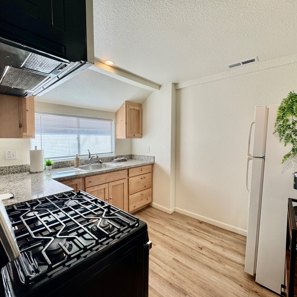 Kitchen with black stovetop, light wood cabinets, white fridge, and window over the sink.