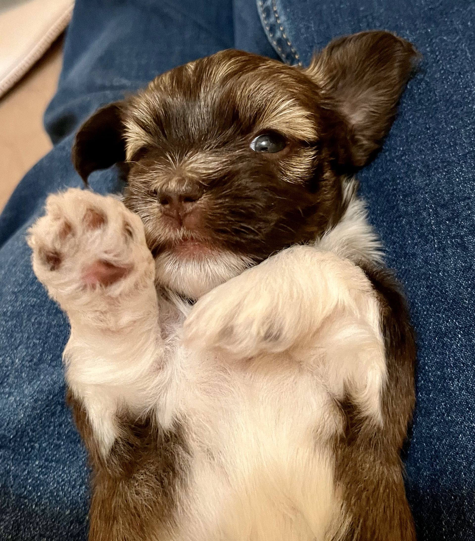 havanese puppy for sale cooper