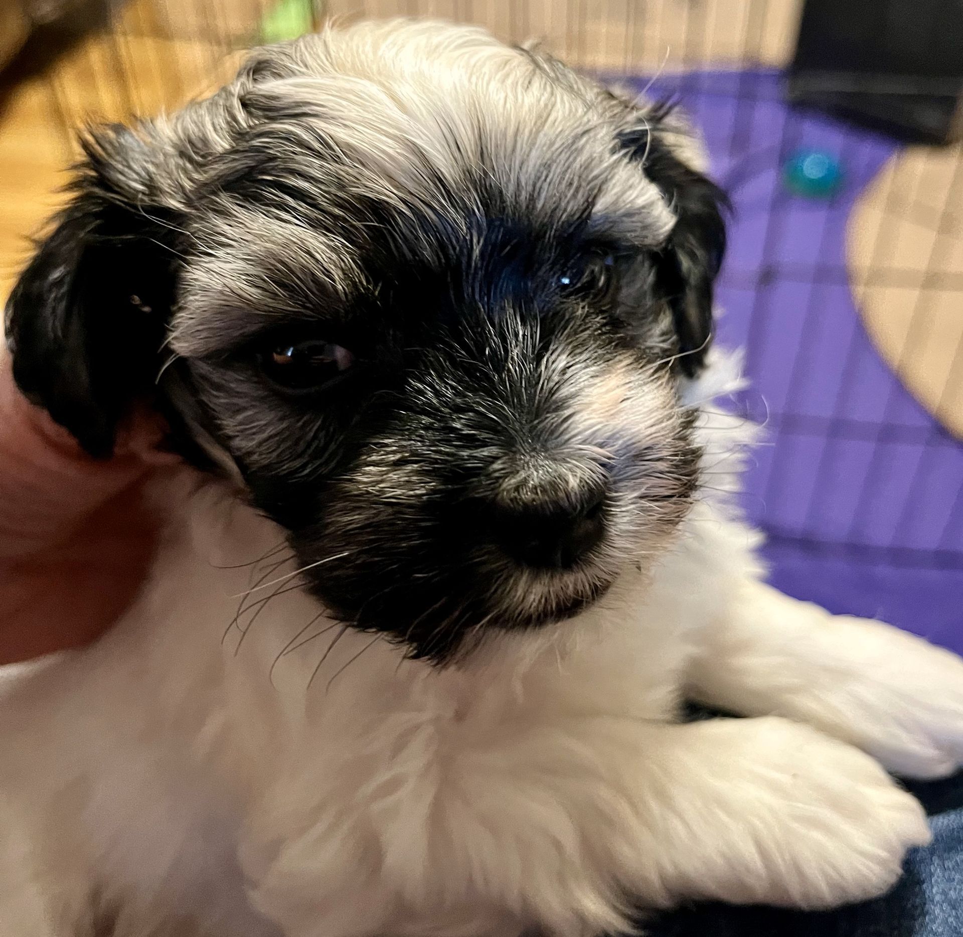 Havanese Puppy For Sale Max