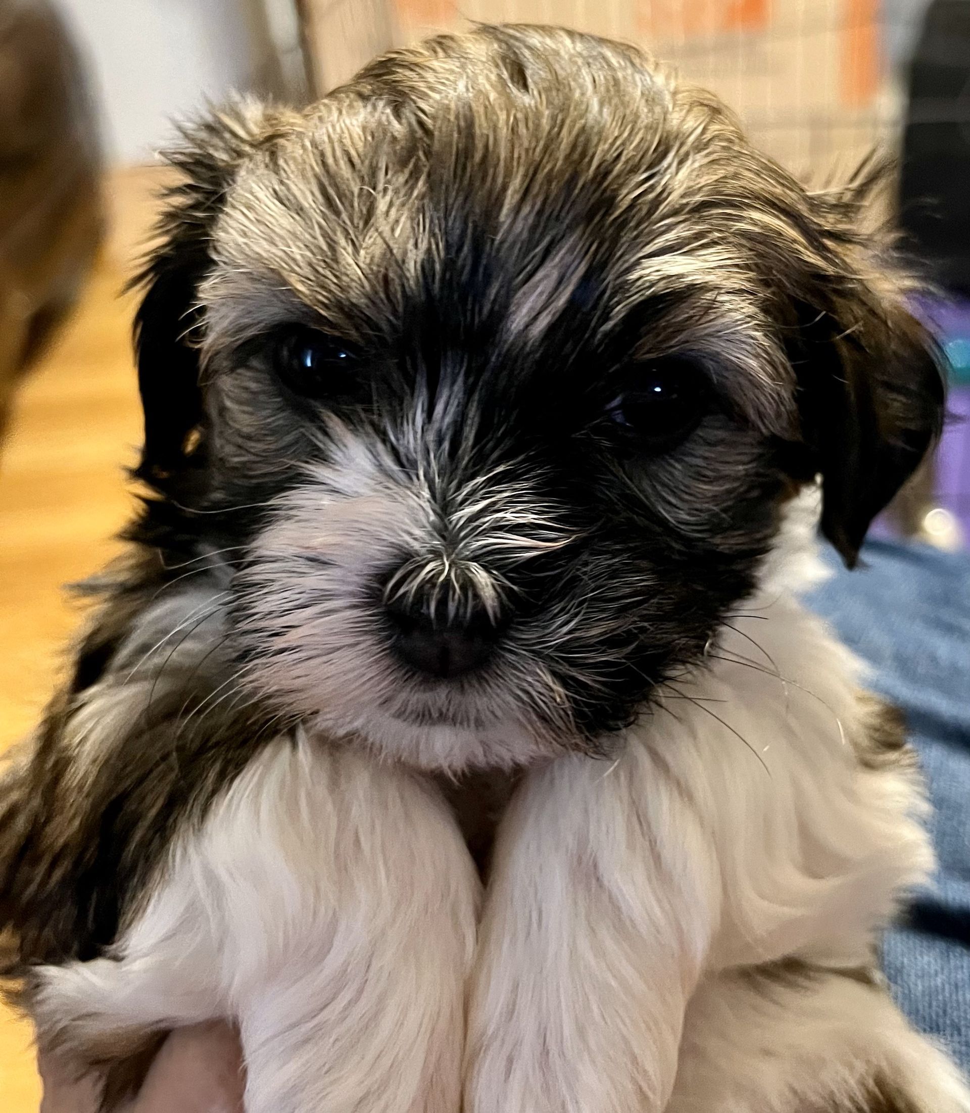 havanese puppy for sale Gavroche