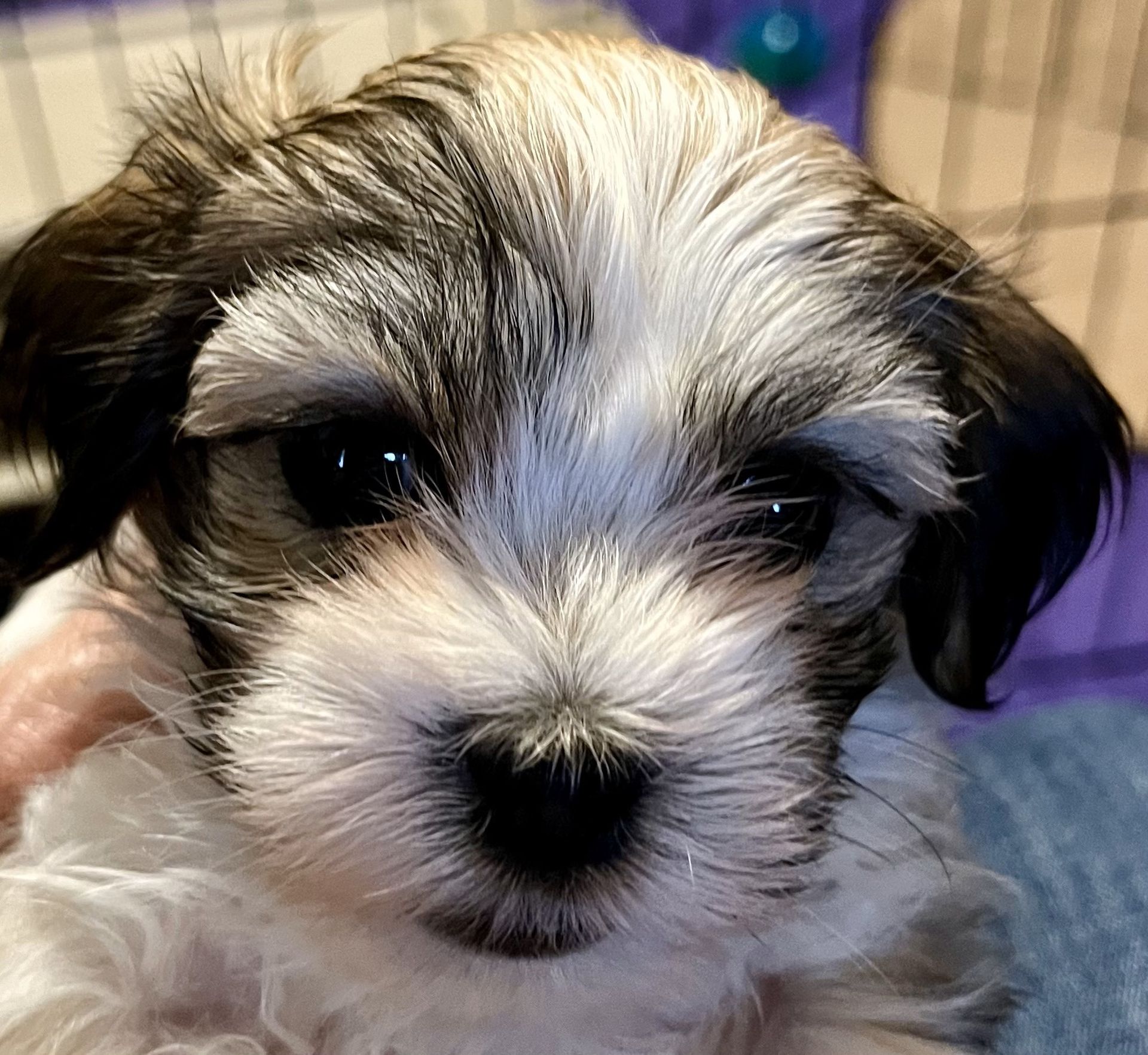 Havanese Puppy For Sale Harper