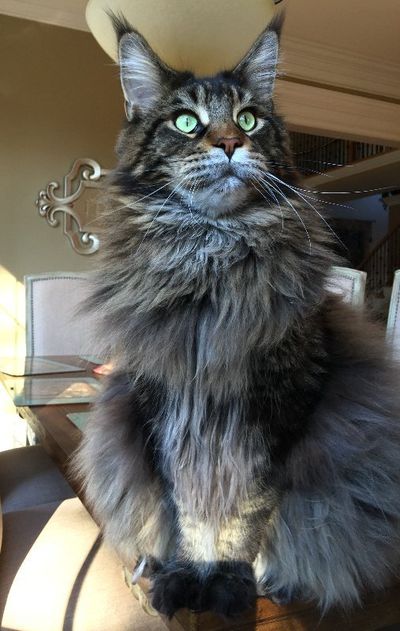 Giant Maine Coon Cats for Sale, Black Smoke Silver