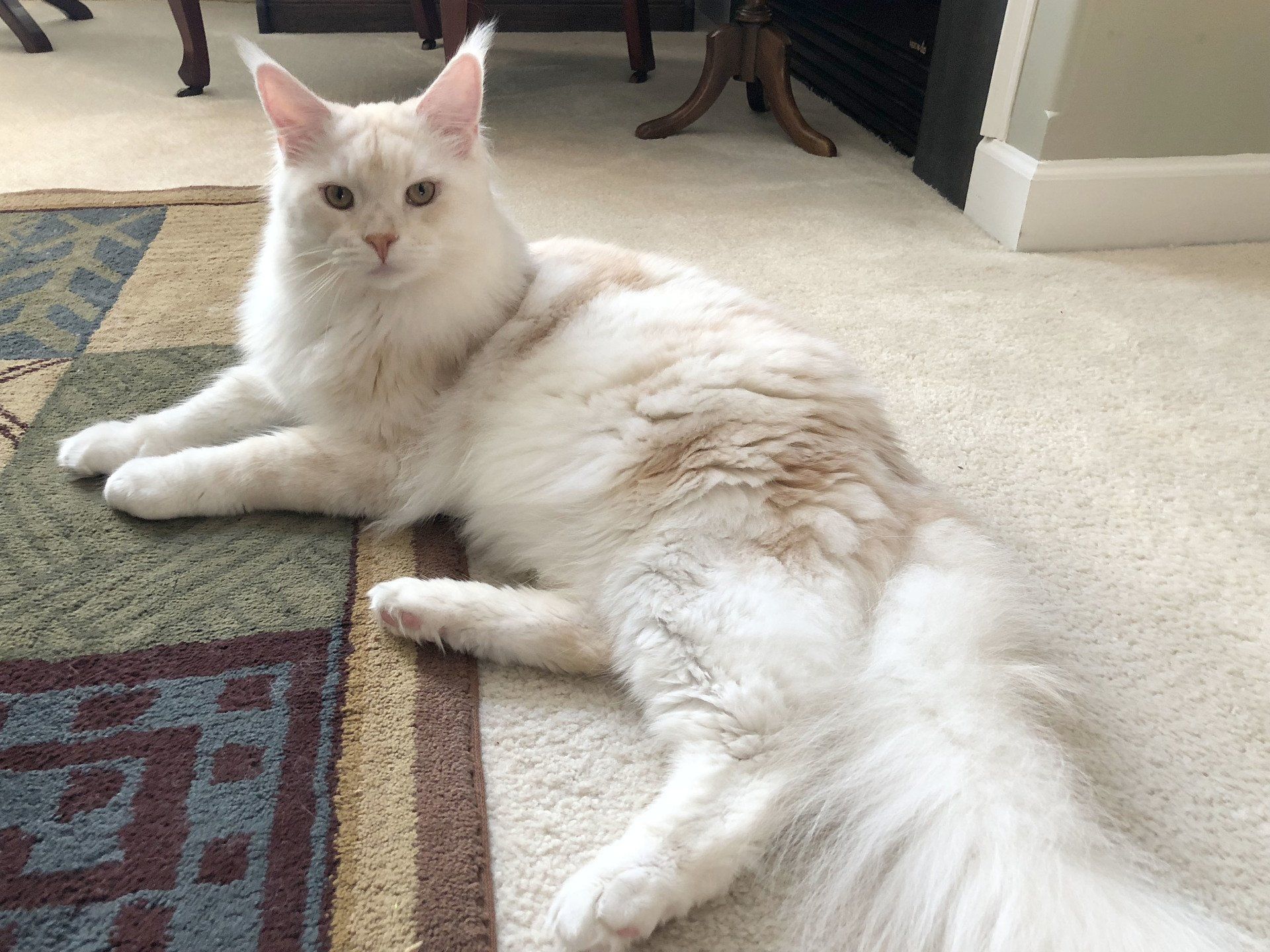 Megacoon Cattery Maine Coons
