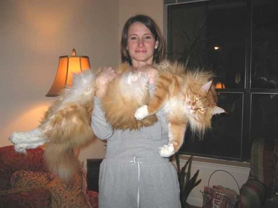 Internet Giant Cat Photo!