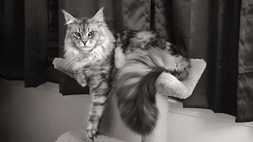 Black Silver Classic Maine Coon