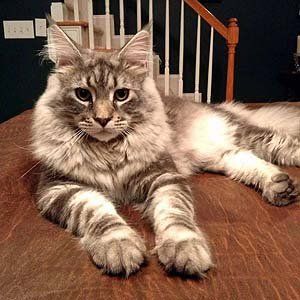 Maine Coon Kittens For Sale Megacoon Cattery Cat Sales Information