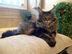 Brown Classic Male Main Coon - 20 Months Old
