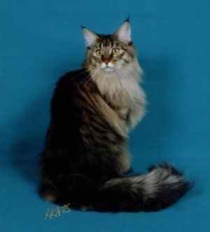 Information About Maine Coon Kittens, Cats and Maine Breed