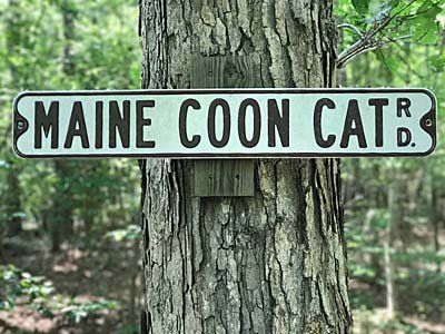 Megacoon Maine Coon Cat Road