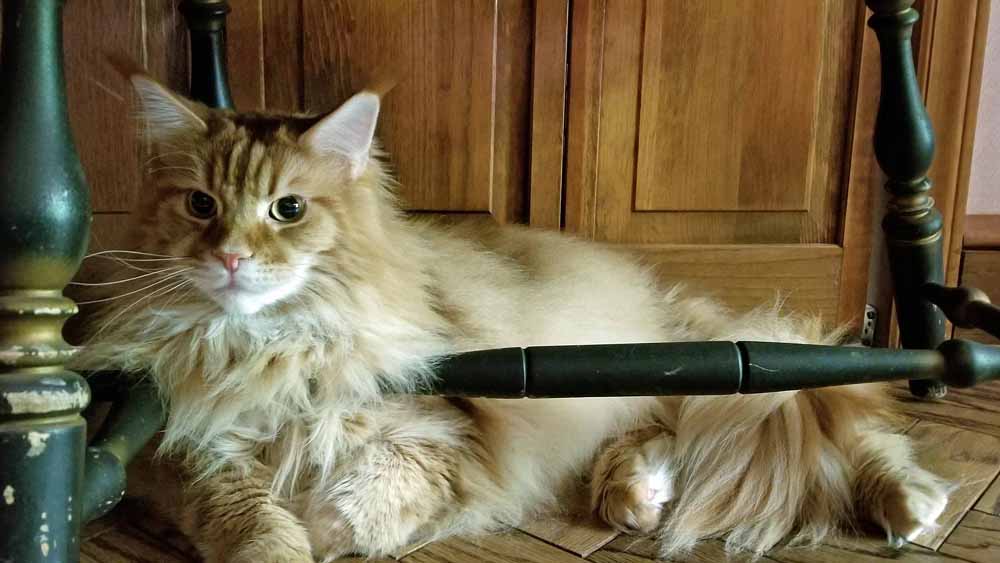 Cat Food for Maine Coon Cats and Kittens - Life's Abundance Grain Free