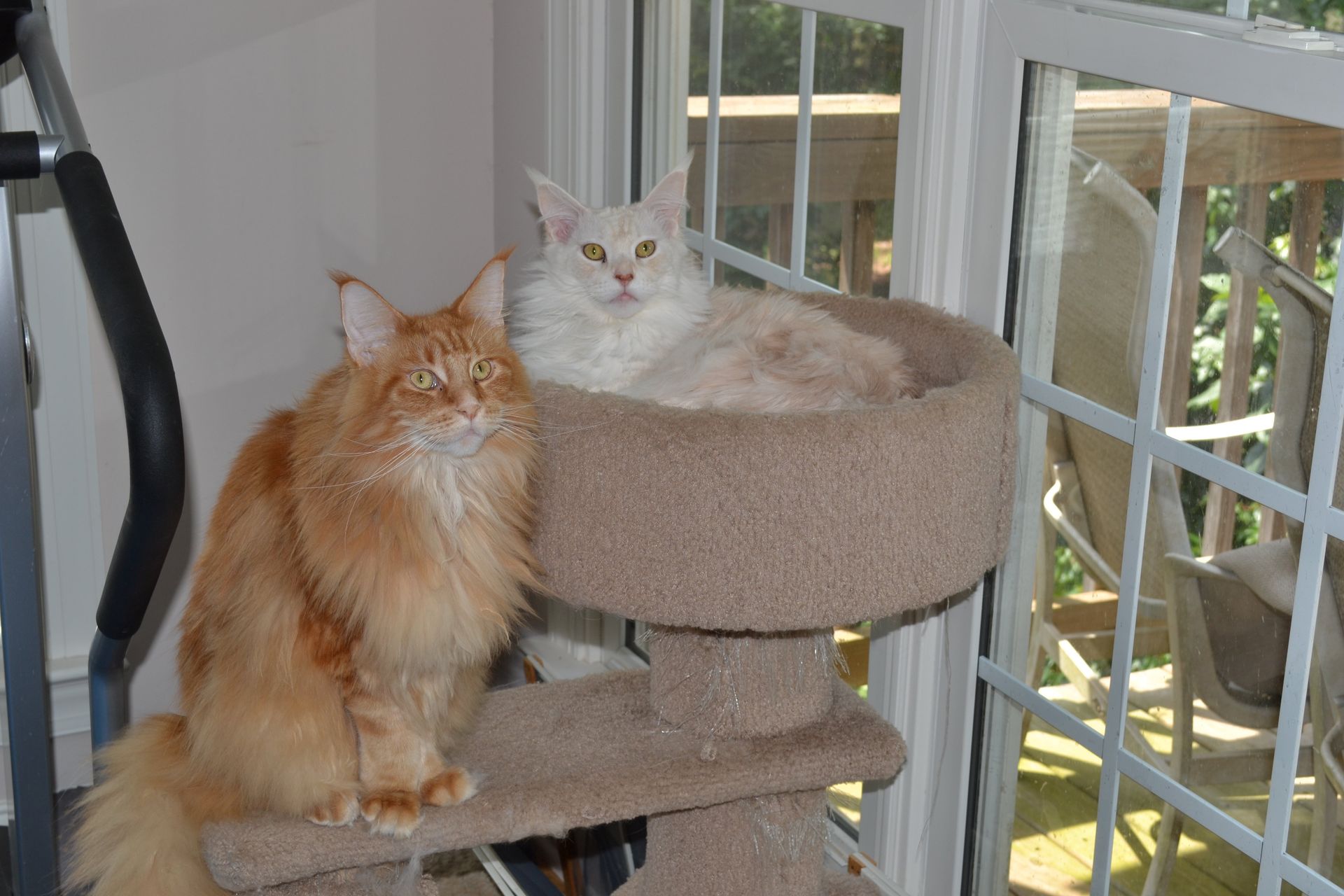 Red Classic & Red Silver Maine Coon Cats