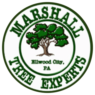 Marshall Tree Experts