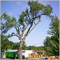Tree - Tree Service in Ellwood City, PA