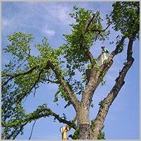 Tree Removal - Tree Service in Ellwood City, PA