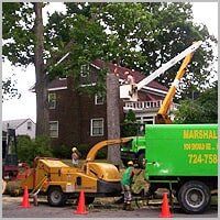 Tree Topping - Tree Service in Ellwood City, PA