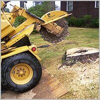 Tree Stumping - Tree Service in Ellwood City, PA