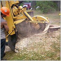 Tree Stump Grinding - Tree Service in Ellwood City, PA