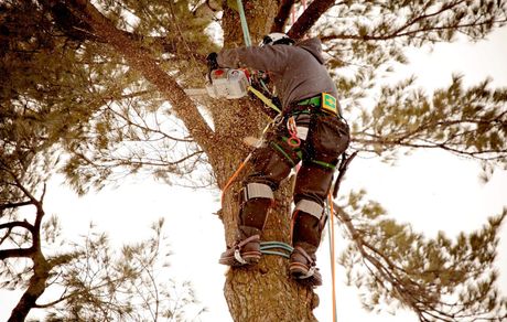 Tree Trimming - Tree Service in Ellwood City, PA