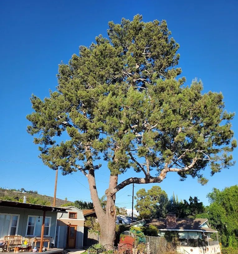 Tree Pruning in Malibu, CA