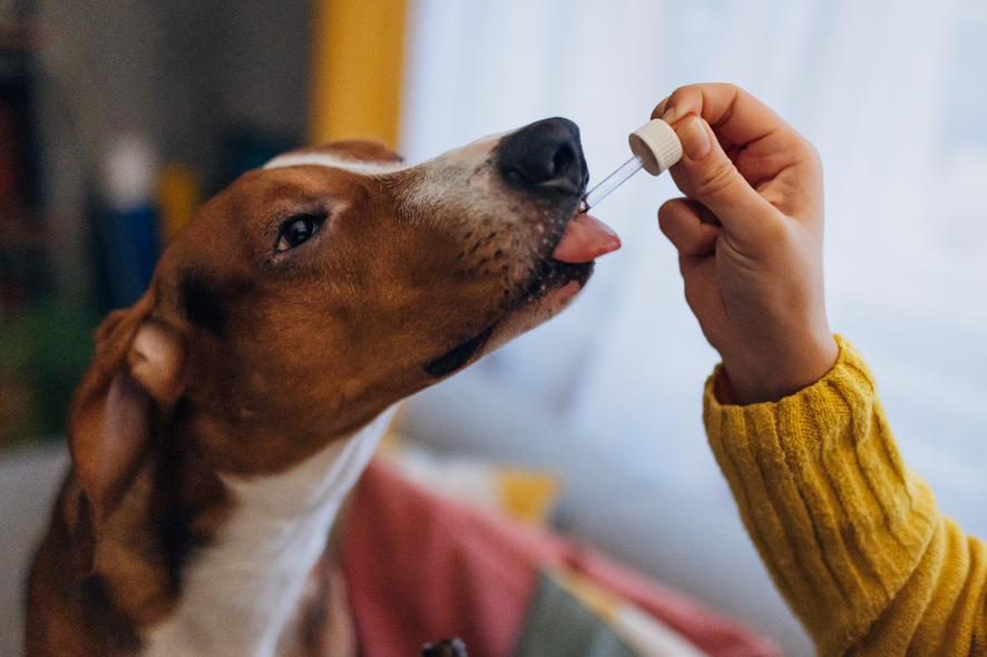 Dog getting drops from a dropper; person with yellow sweater holds dropper above dog's tongue.