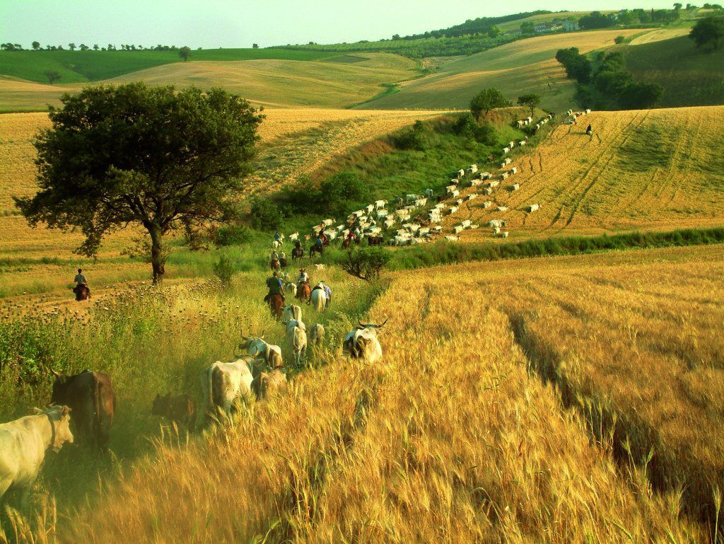 Tratturi in Molise, Italien
