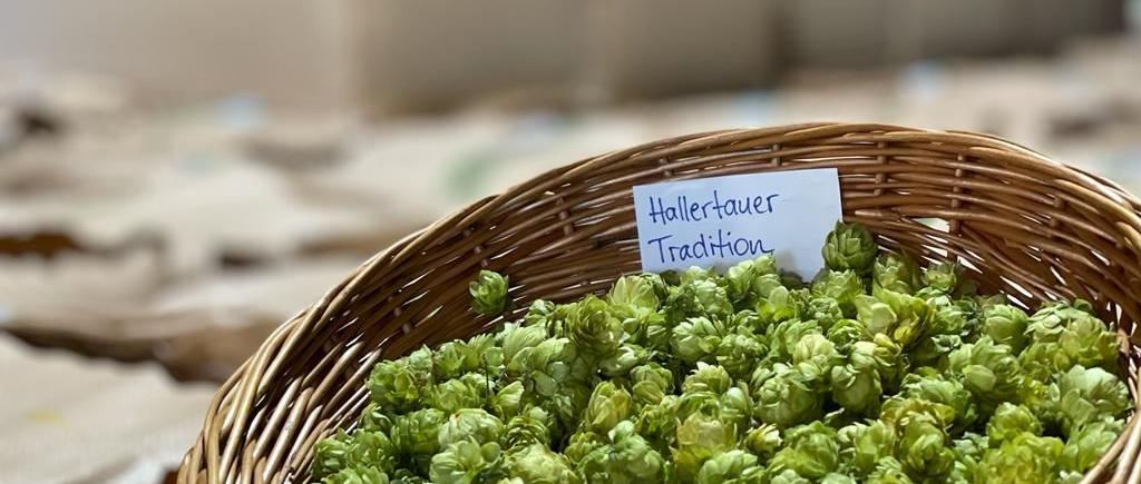 Hopfen, Hallertau, Bayern Deutschland