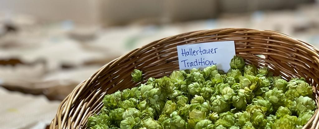 Hopfen, Hallertau, Bayern Deutschland