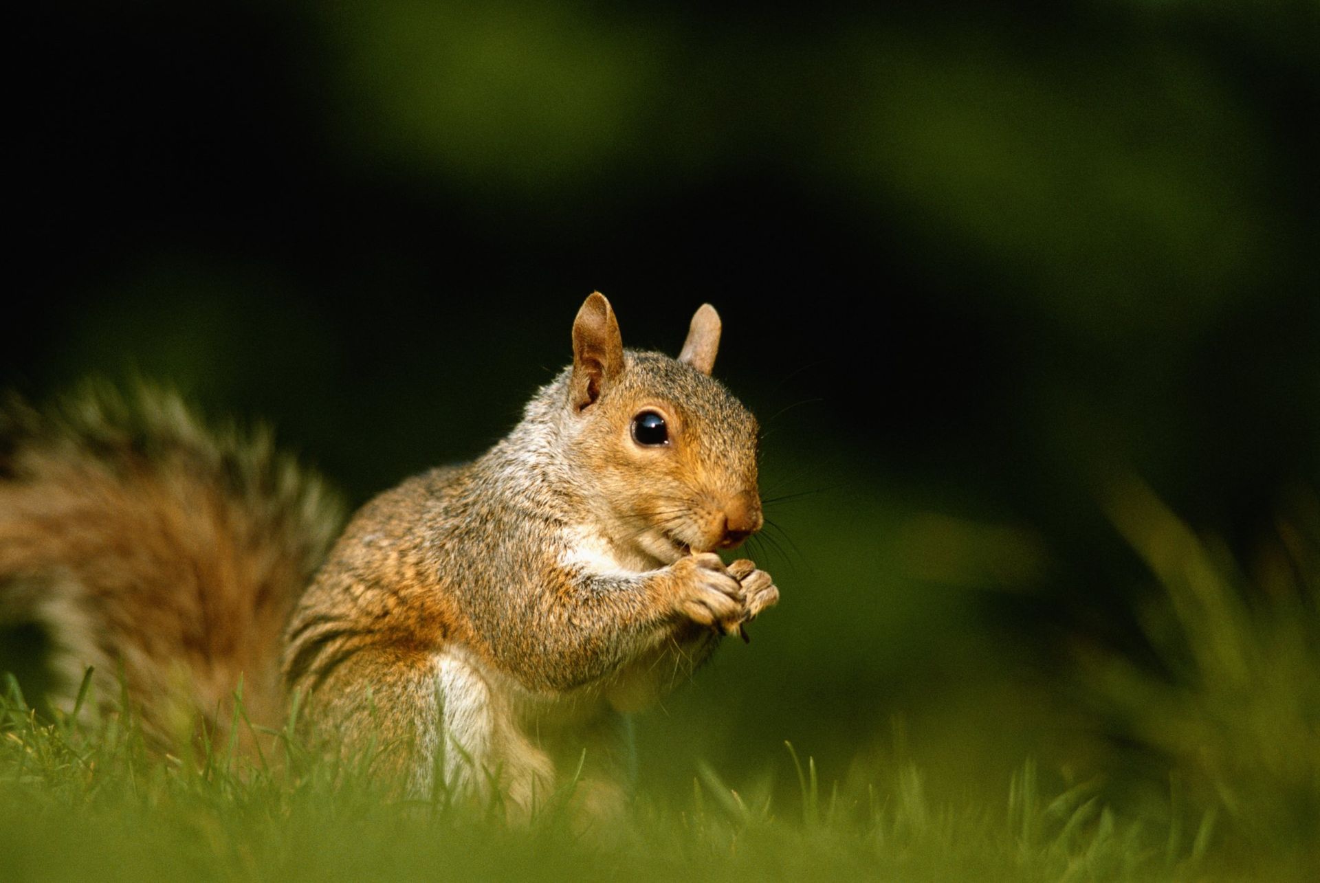 Signs That You May Have a Squirrel Infestation