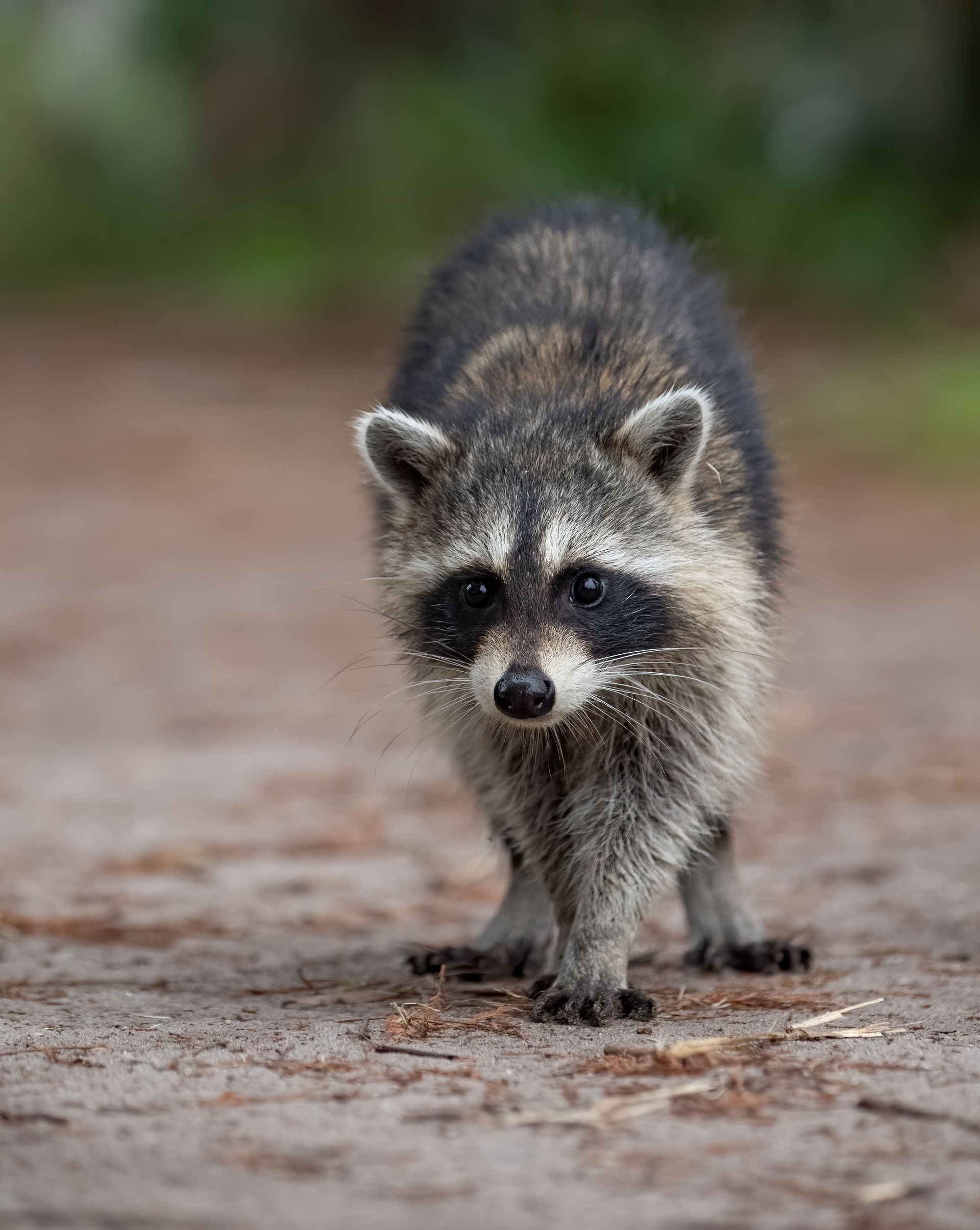A raccoon is standing on a dirt road looking at the camera.