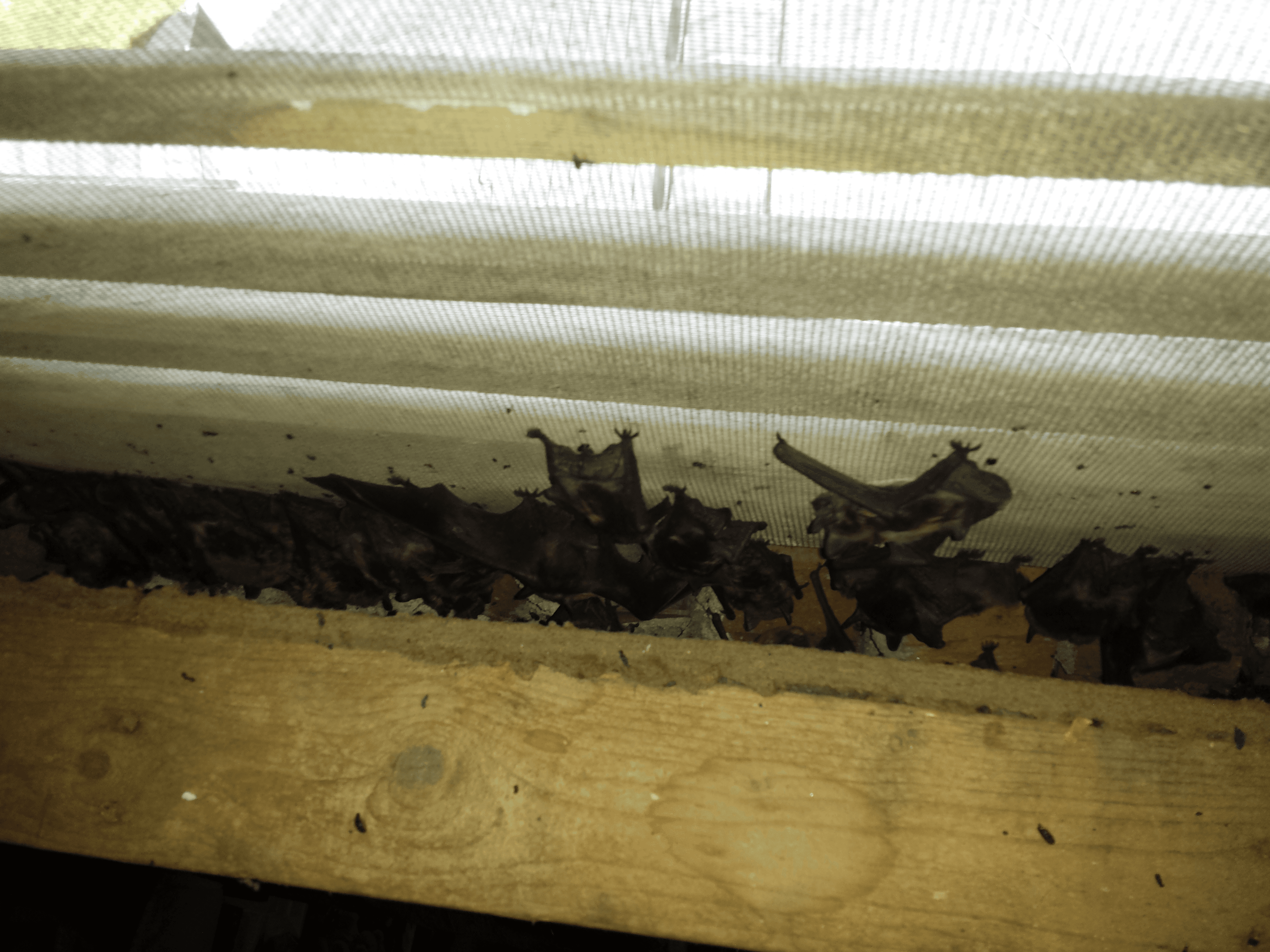 Why You Need to Hire a Professional for Bat Removal Services