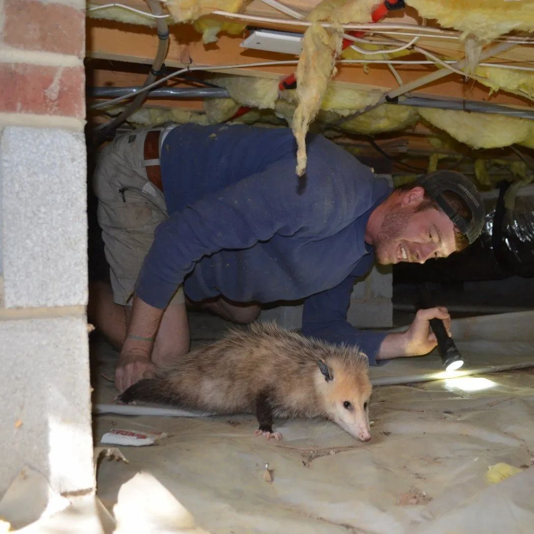 a man is crawling under a house with an opossum and a flashlight