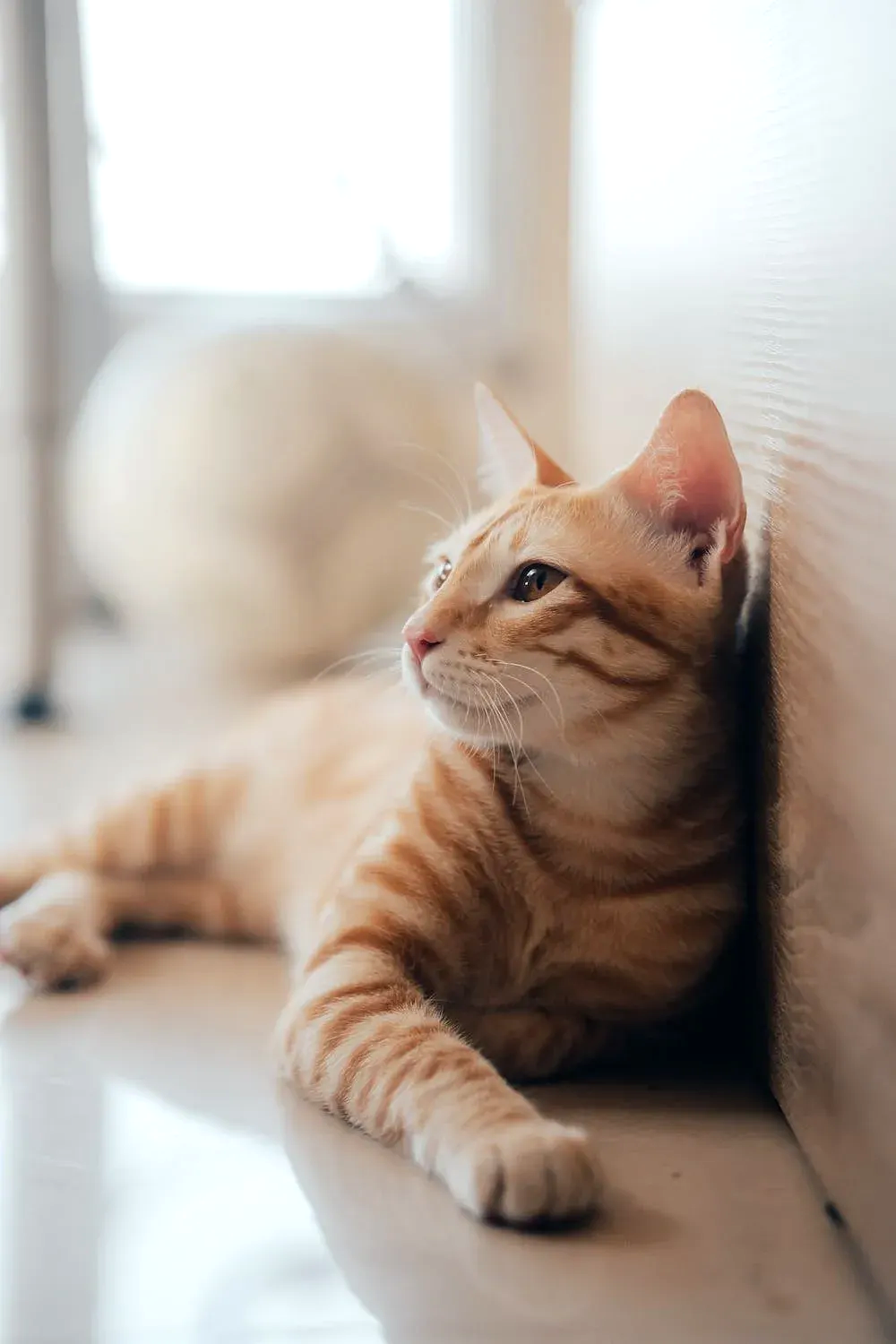 Gato atigrado de color naranja descansando en el suelo, mirando hacia un lado.