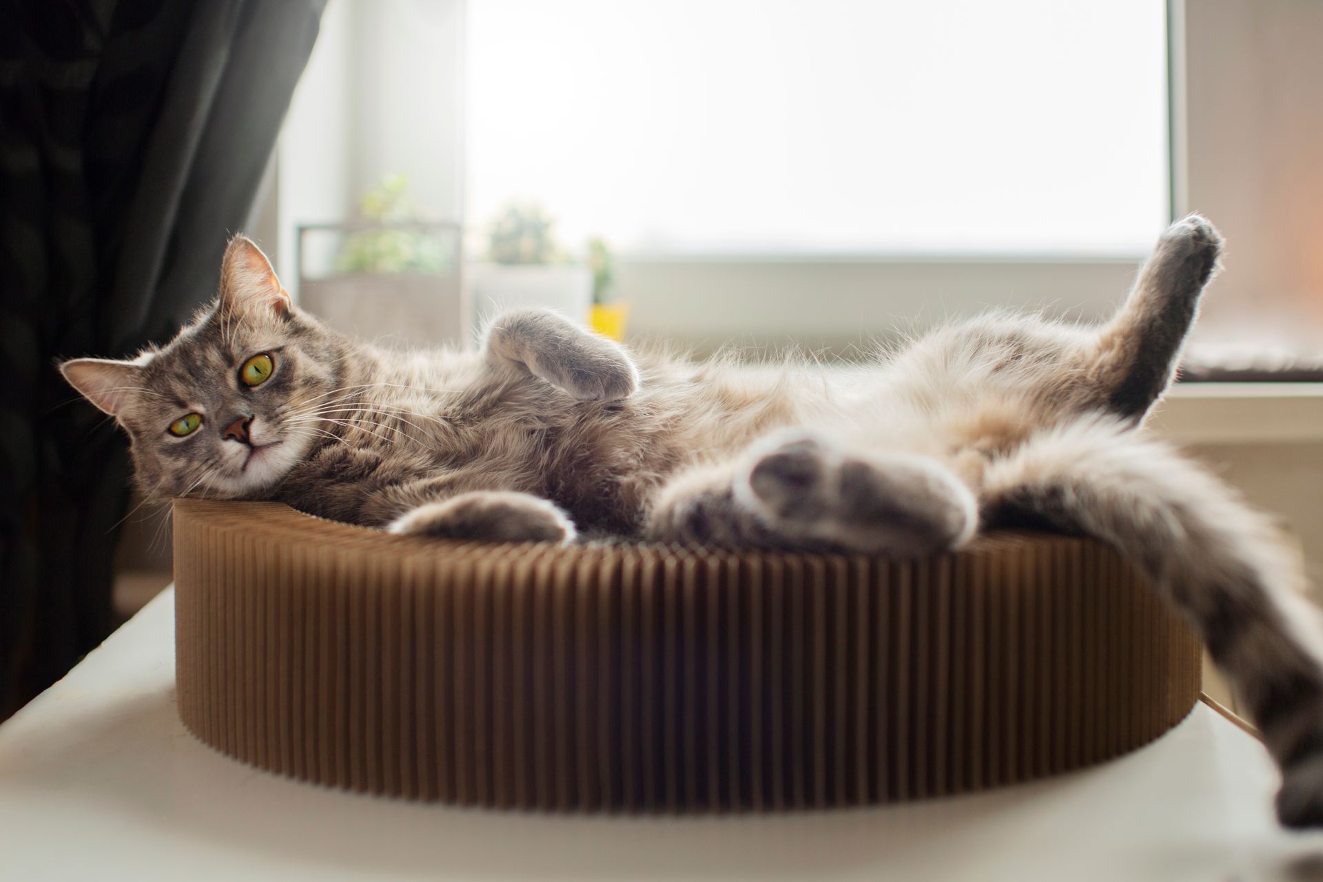 Gato en casa