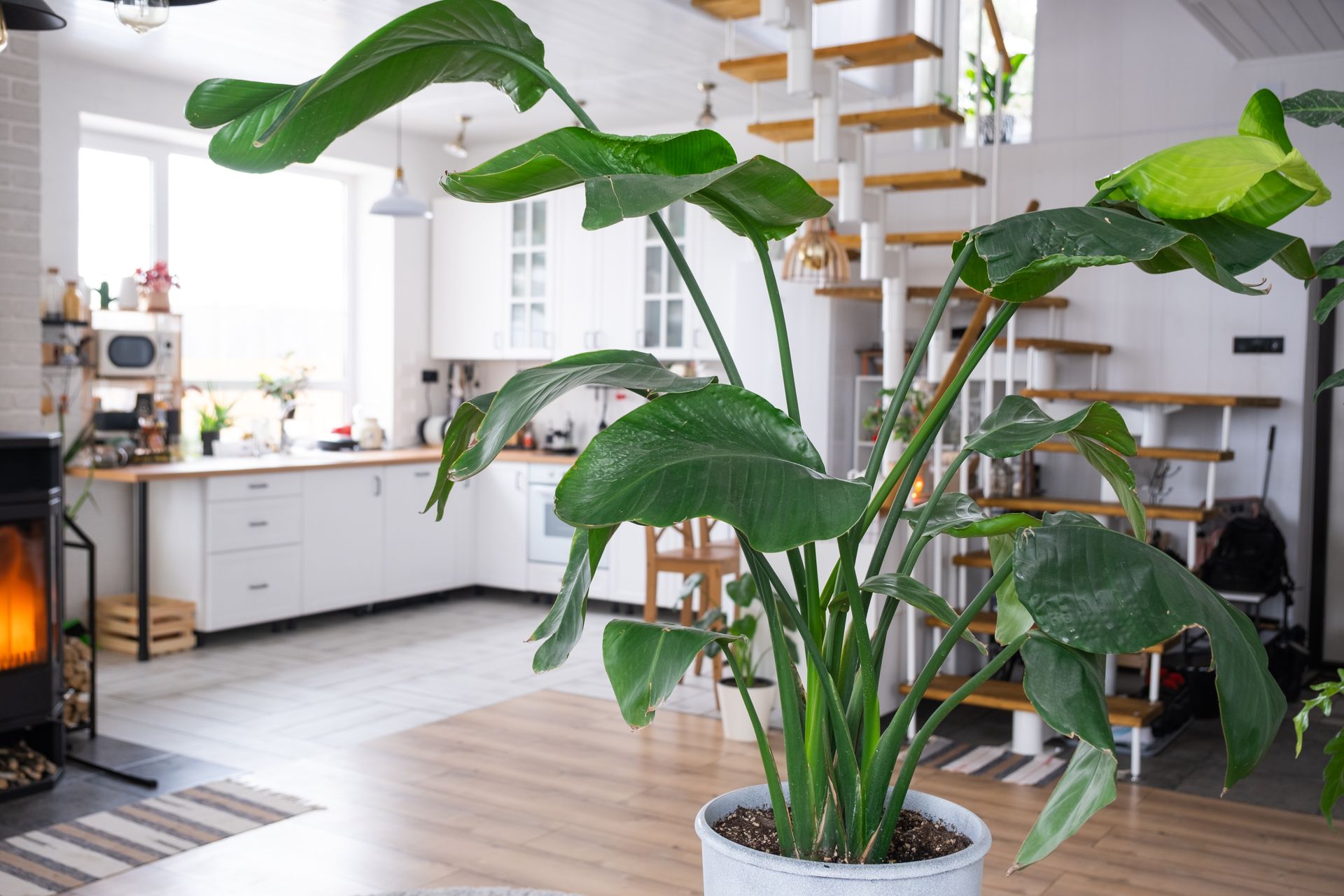 Plantas en casa
