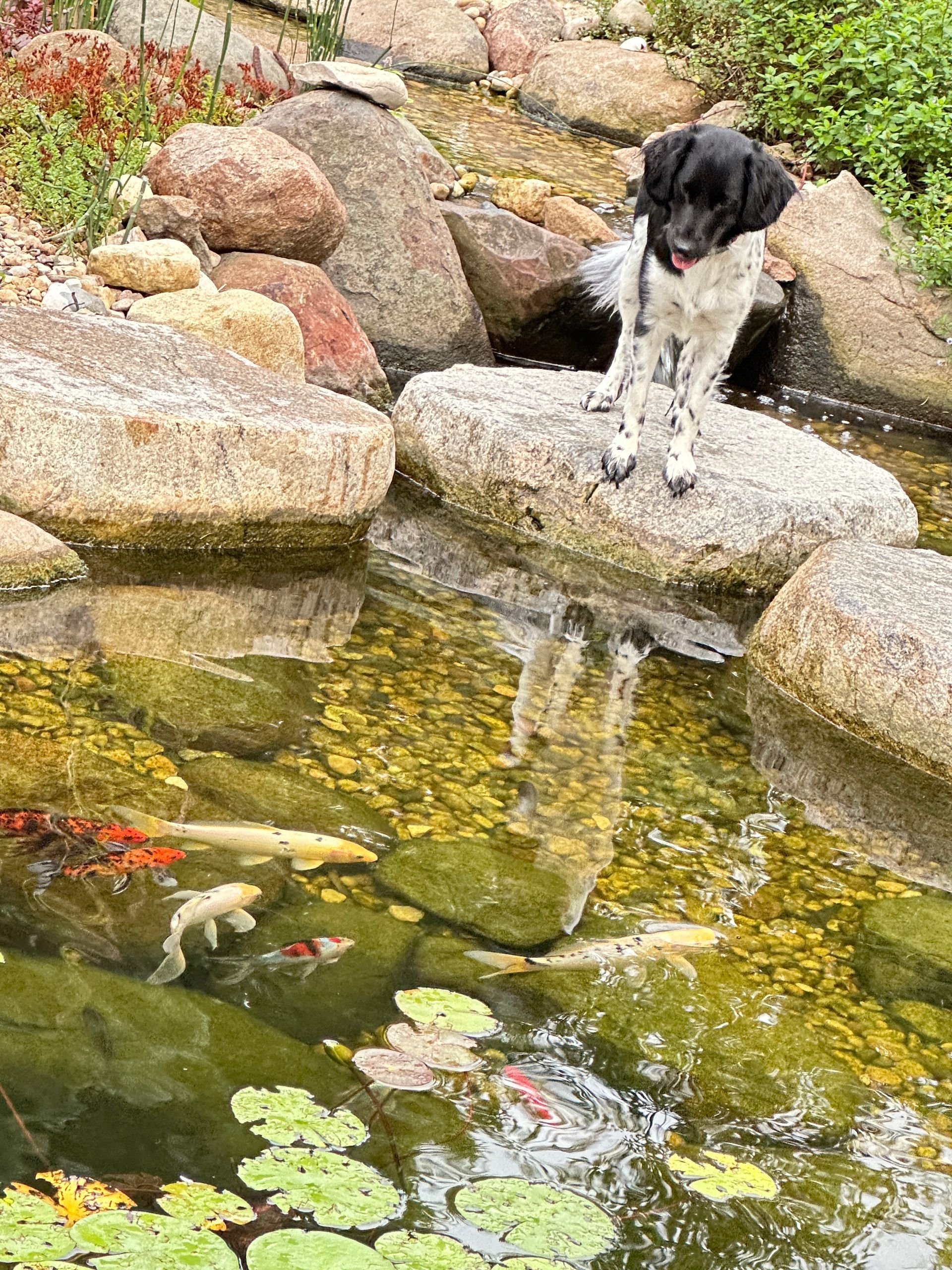 A black and white dog is standing on a rock next to a pond with fish.