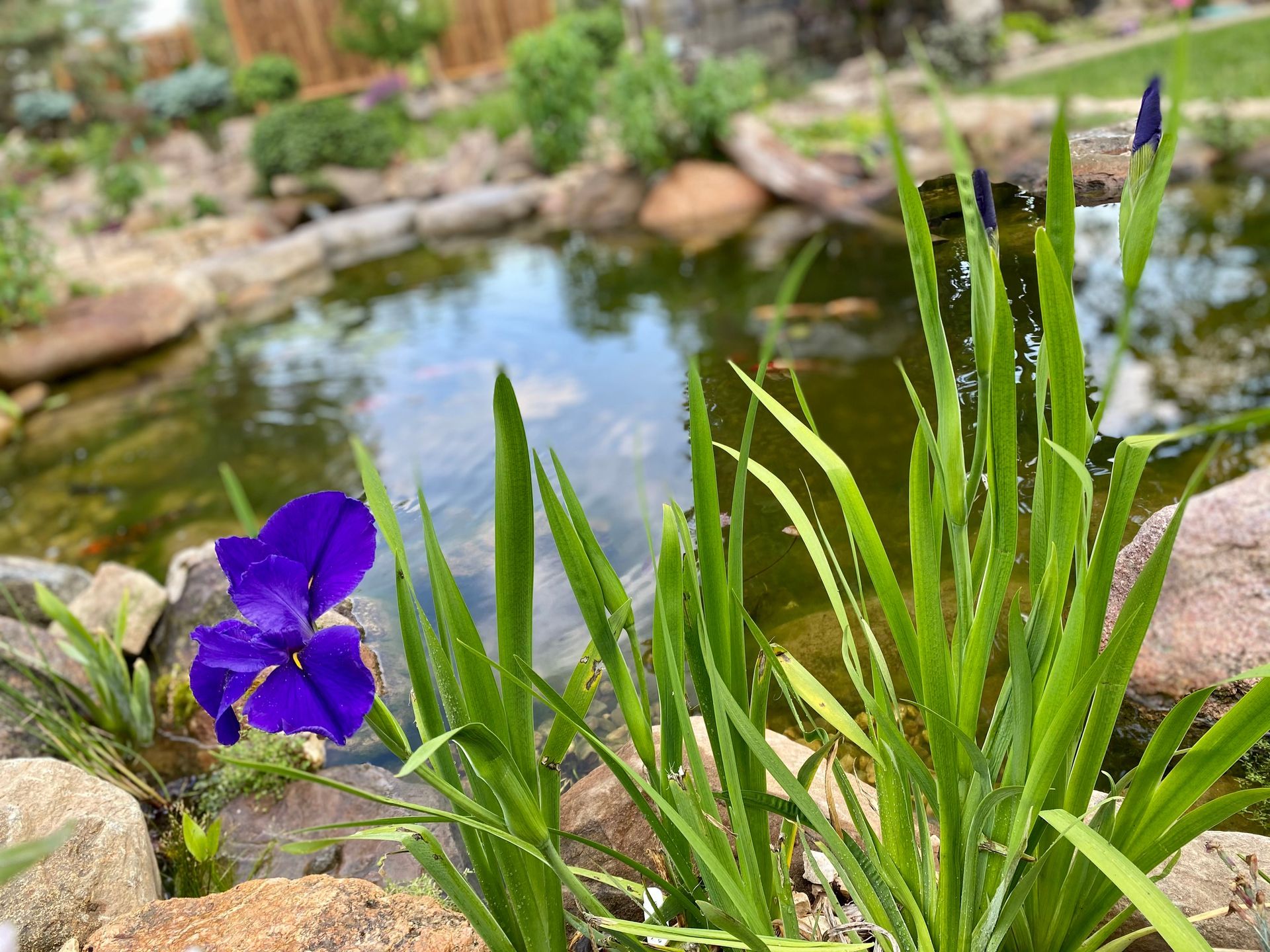 A purple flower is growing in front of a pond.