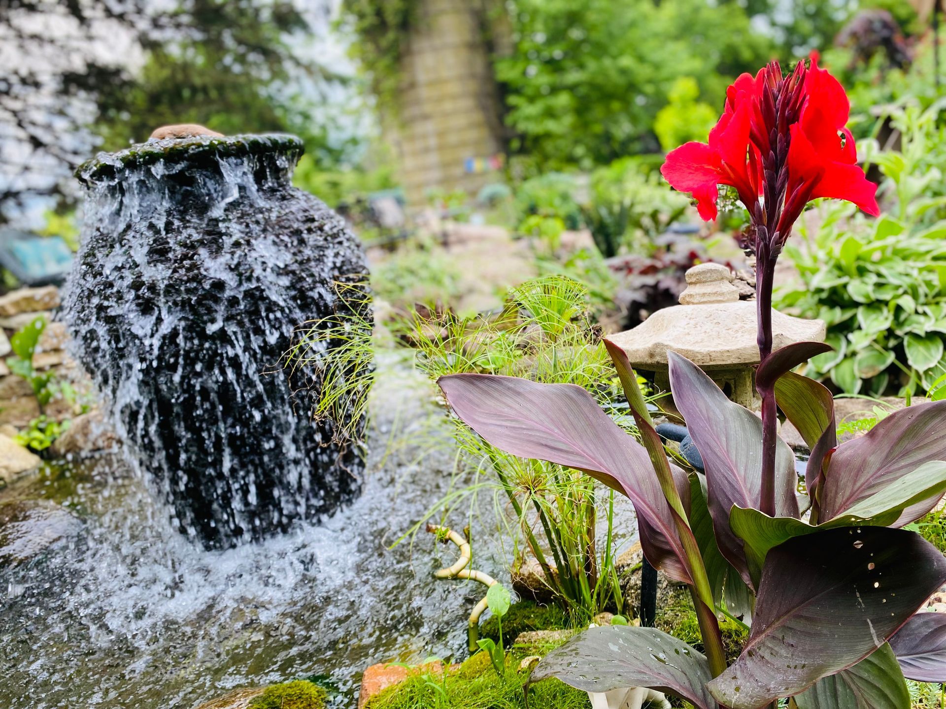 There is a waterfall in the background and a red flower in the foreground.
