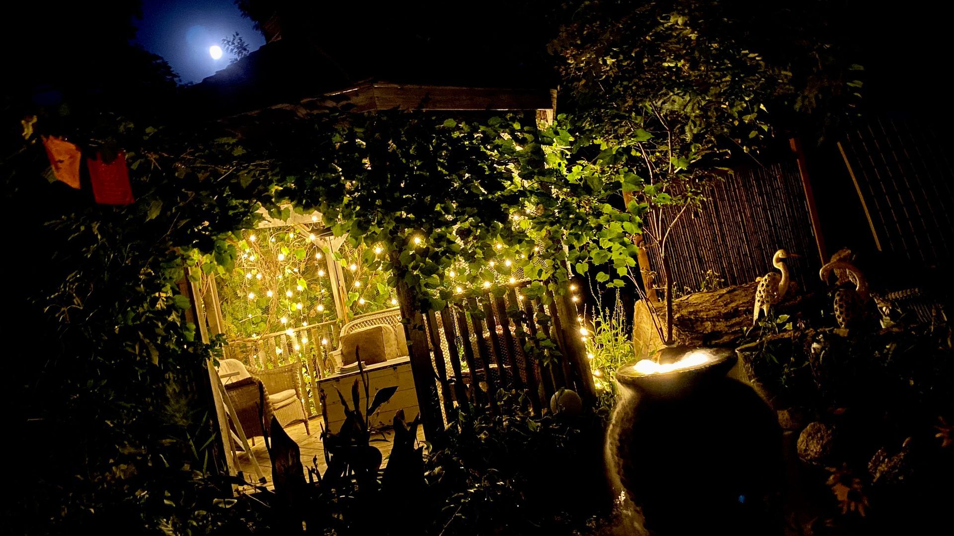 A cat is standing in front of a house with lights on it at night.
