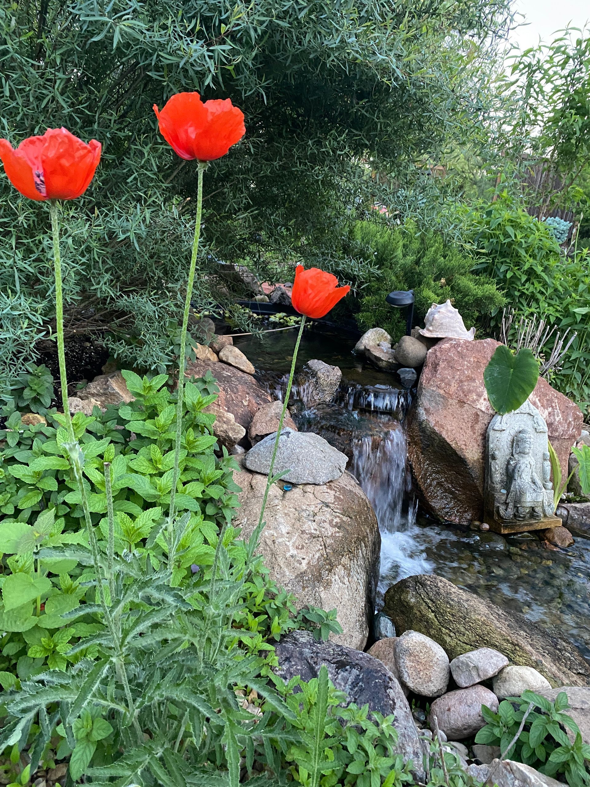 Three red flowers are growing next to a waterfall in a garden.