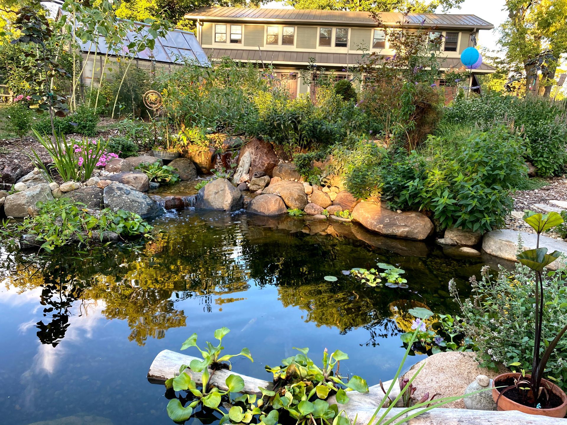 A pond in a garden with a house in the background