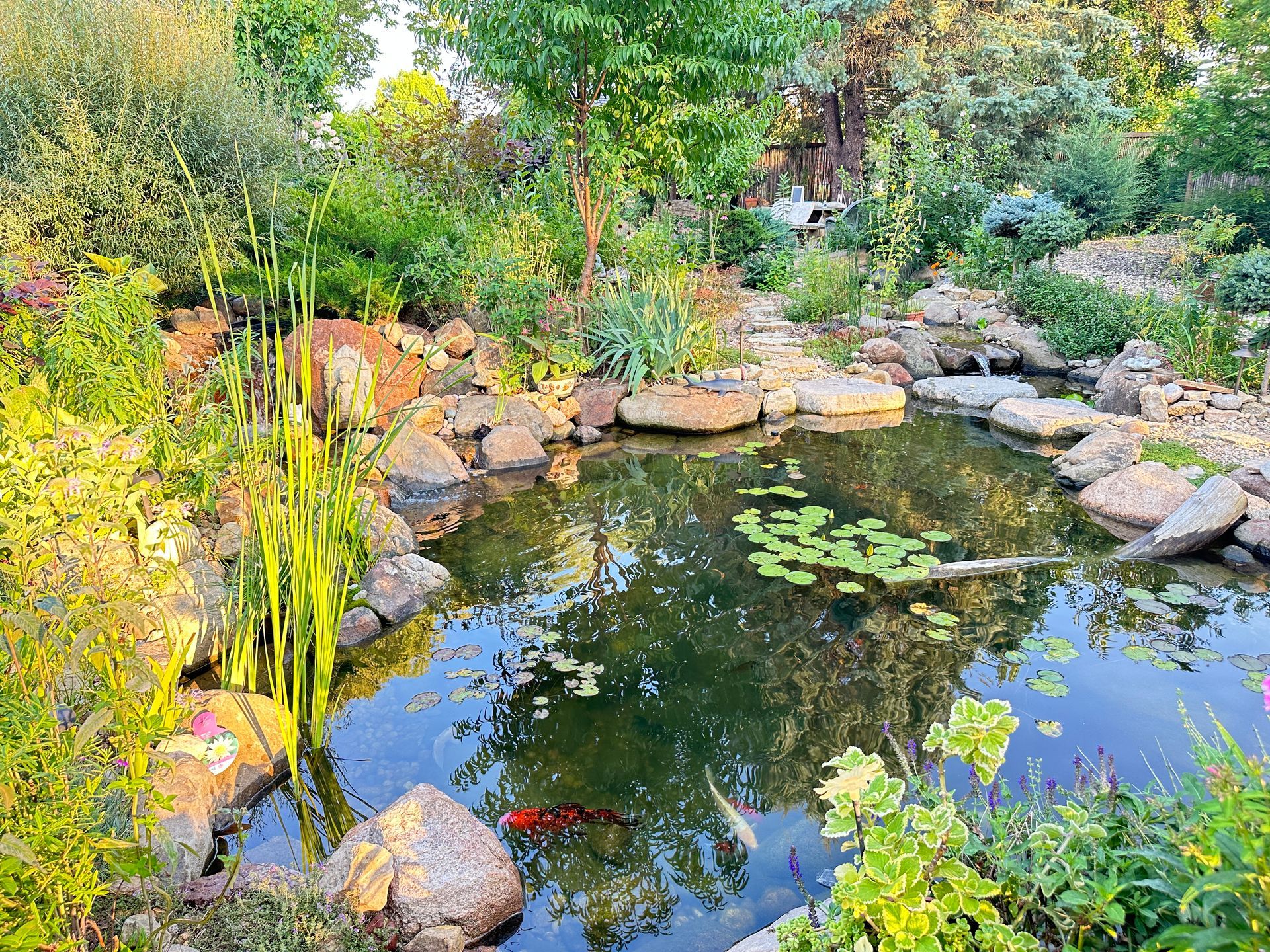 A pond filled with water lilies and rocks in a garden.