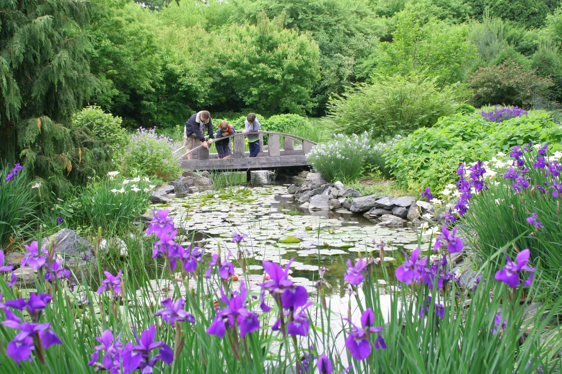A group of people are standing on a bridge over a pond surrounded by purple flowers.