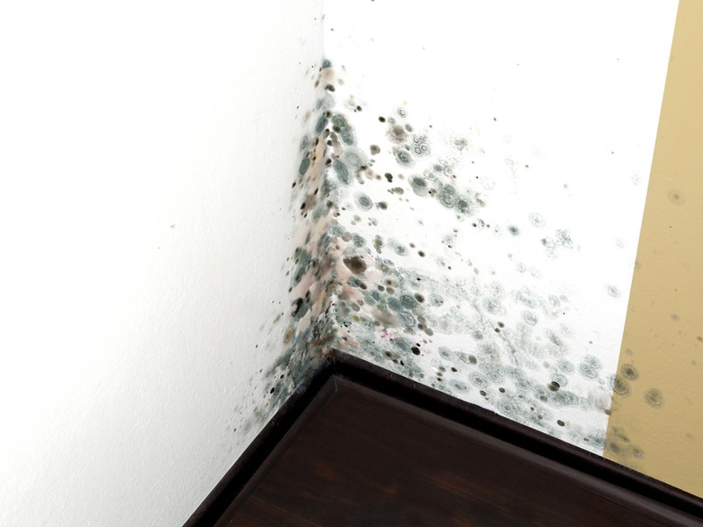 Mold On The Wall