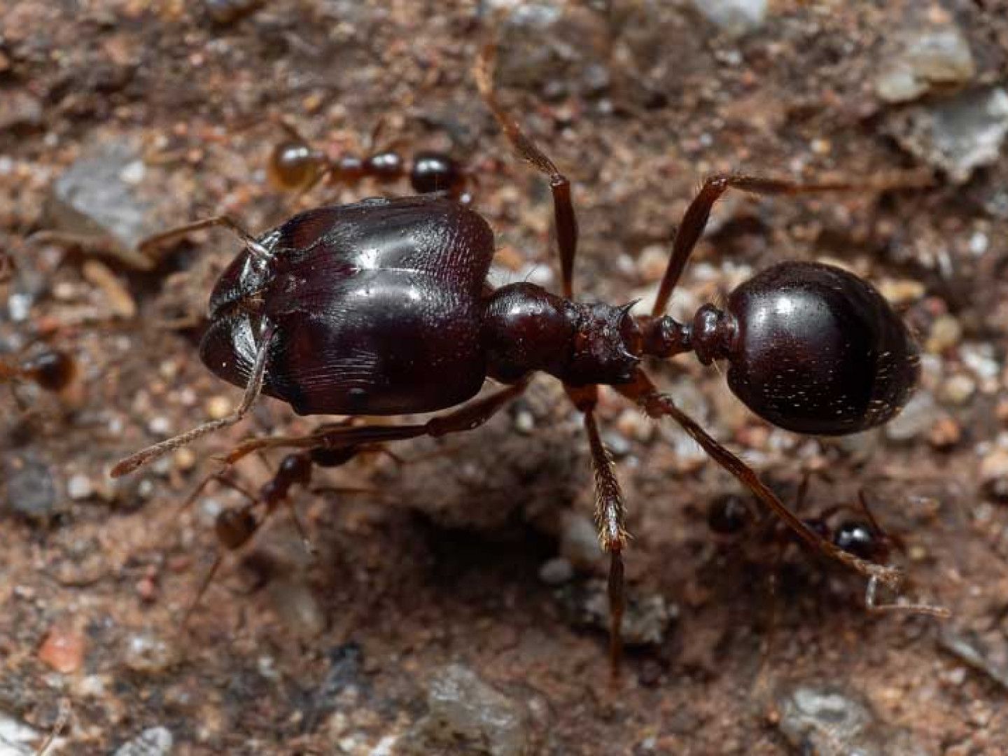 Big ant