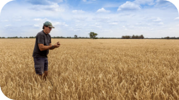 Farmer in a wheat field examines crops under a blue sky.