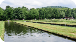 Fish farm with rectangular ponds and green grassy dividers, trees, and a building.