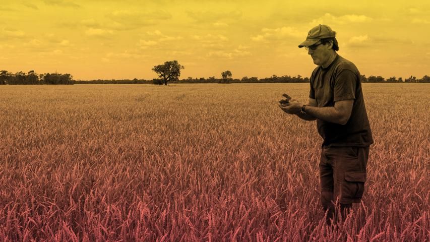 Man standing in wheat field inspecting crop under a yellow-tinged sky.