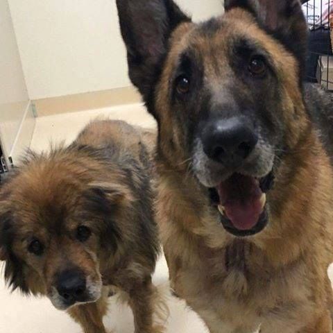 Non-Profit Animal Rescue